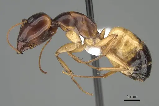 Camponotus atlantis - CASENT0919819
