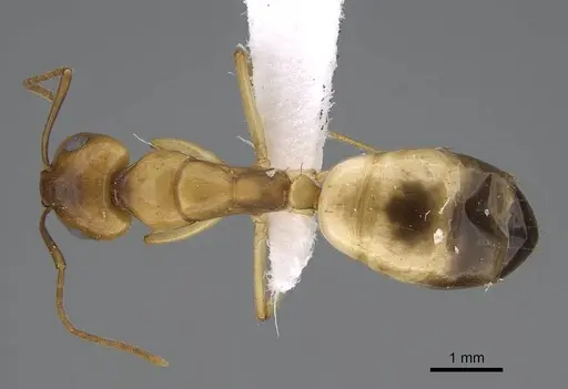 Camponotus atlantis - CASENT0922264