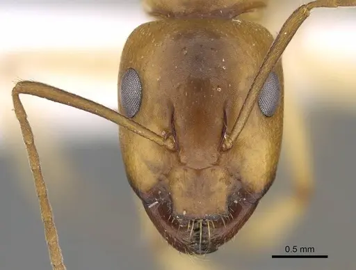 Camponotus atlantis - CASENT0922264