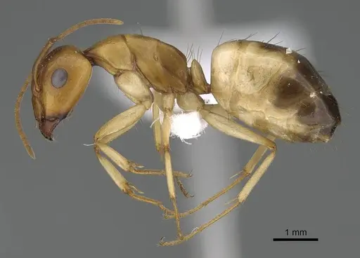 Camponotus atlantis - CASENT0922264