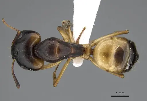 Camponotus atlantis - CASENT0922265