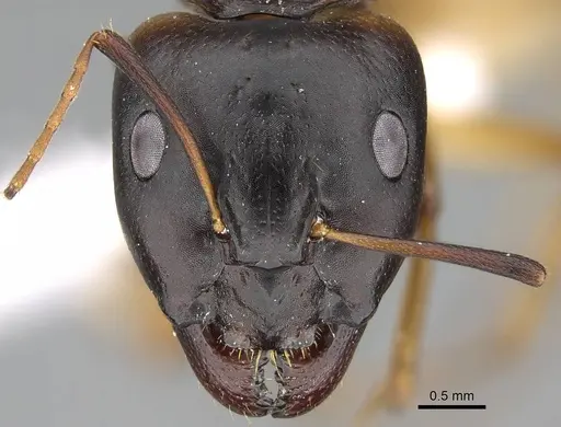 Camponotus atlantis - CASENT0922265