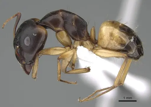 Camponotus atlantis - CASENT0922265