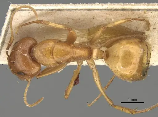 Camponotus atlantis - CASENT0922417
