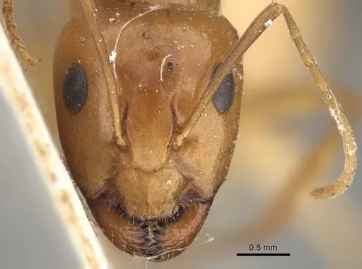 Camponotus atlantis - CASENT0922417