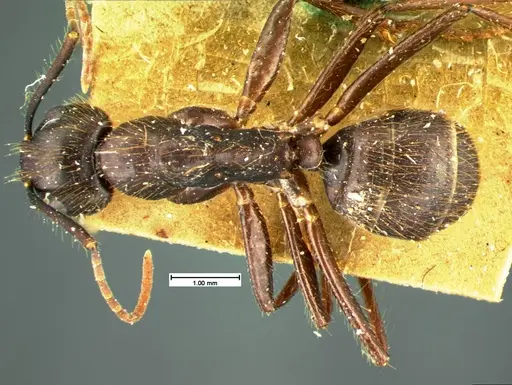 Camponotus atriceps specimen