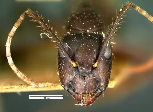 Camponotus atriceps specimen