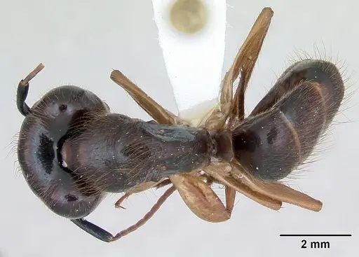 Camponotus atriceps - CASENT0173391