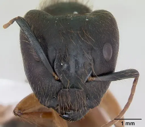 Camponotus atriceps - CASENT0173391