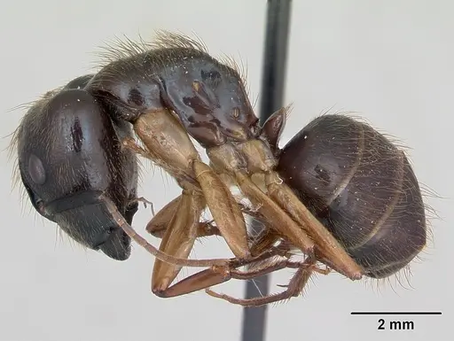 Camponotus atriceps - CASENT0173391
