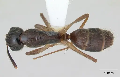 Camponotus atriceps - CASENT0173392