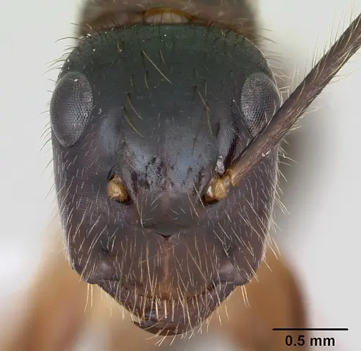 Camponotus atriceps - CASENT0173392