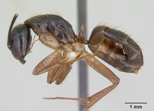 Camponotus atriceps - CASENT0173392