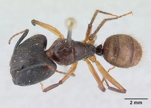 Camponotus atriceps - CASENT0178616