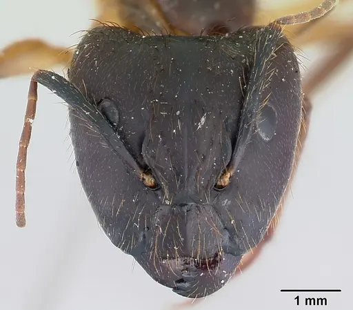 Camponotus atriceps - CASENT0178616