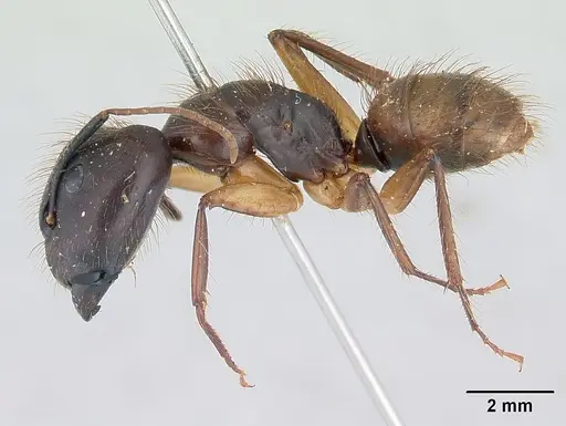 Camponotus atriceps - CASENT0178616