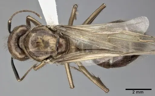 Camponotus atriceps - CASENT0246686
