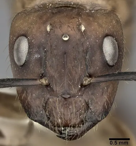 Camponotus atriceps - CASENT0246686