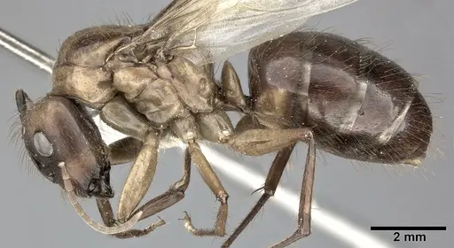 Camponotus atriceps - CASENT0246686
