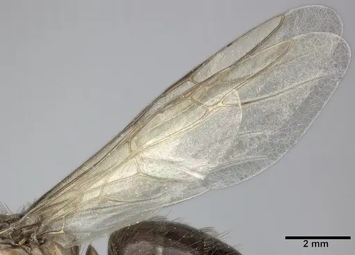 Camponotus atriceps - CASENT0246686