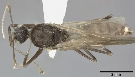 Camponotus atriceps - CASENT0246687