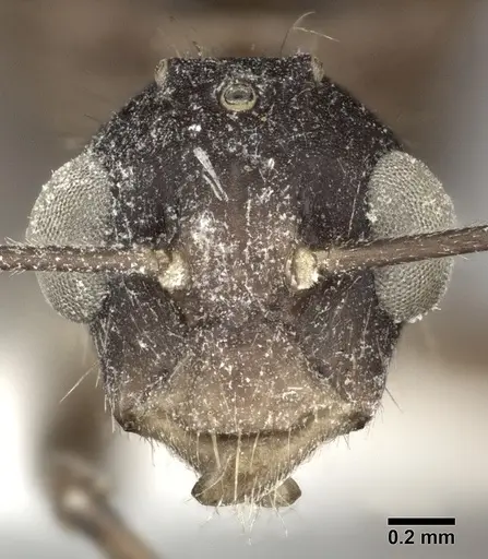 Camponotus atriceps - CASENT0246687