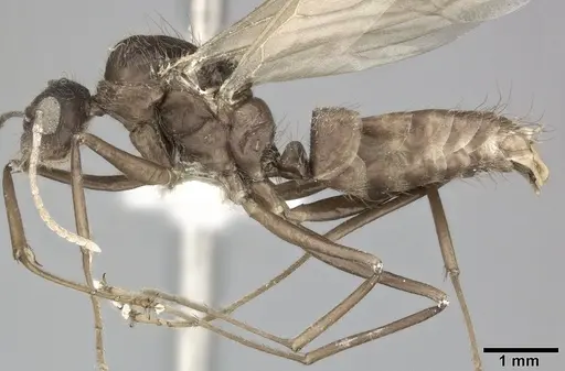 Camponotus atriceps - CASENT0246687