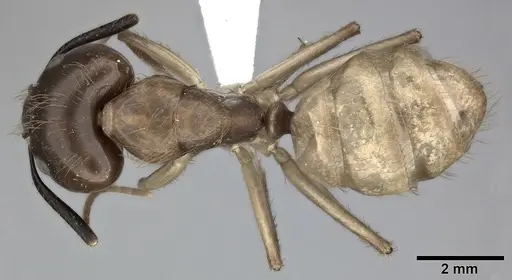 Camponotus atriceps - CASENT0246688