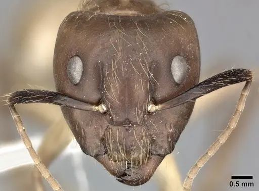 Camponotus atriceps - CASENT0246688