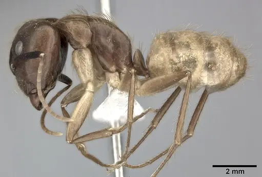Camponotus atriceps - CASENT0246688