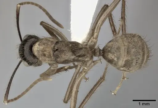 Camponotus atriceps - CASENT0246689
