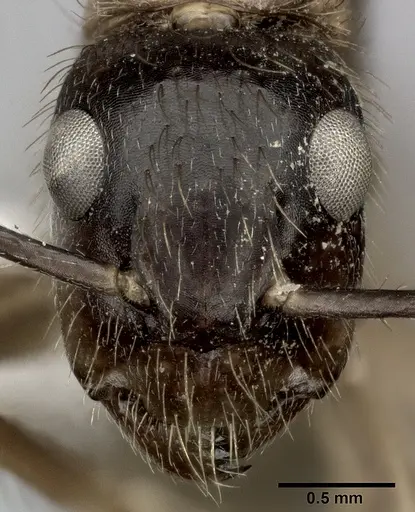 Camponotus atriceps - CASENT0246689