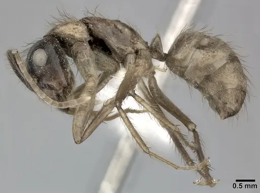 Camponotus atriceps - CASENT0246689