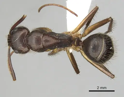 Camponotus atriceps - CASENT0249349