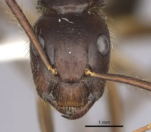 Camponotus atriceps - CASENT0249349