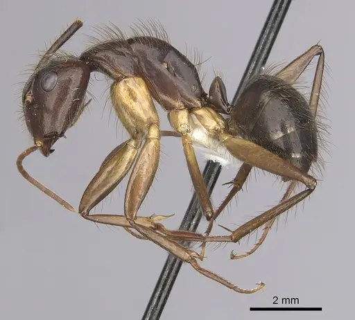 Camponotus atriceps - CASENT0249349