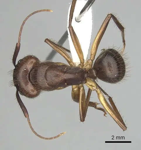 Camponotus atriceps - CASENT0249350