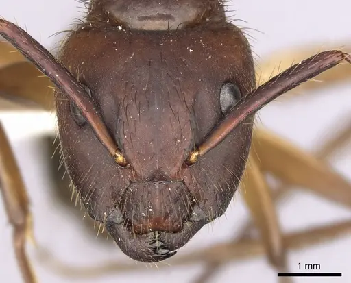Camponotus atriceps - CASENT0249350