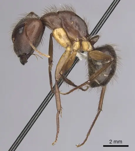 Camponotus atriceps - CASENT0249350