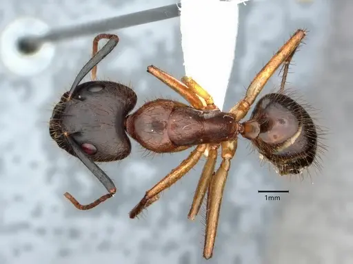 Camponotus atriceps - CASENT0882164