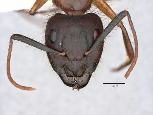 Camponotus atriceps - CASENT0882164