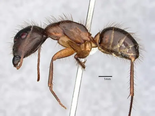 Camponotus atriceps - CASENT0882164