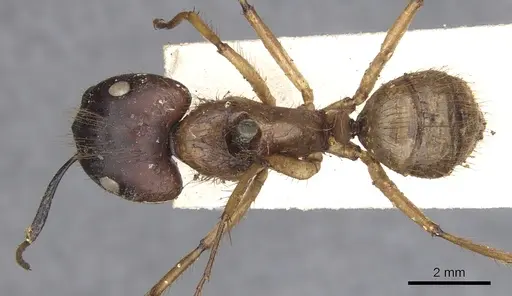 Camponotus atriceps - CASENT0903607