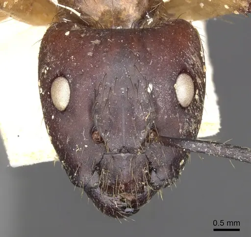 Camponotus atriceps - CASENT0903607