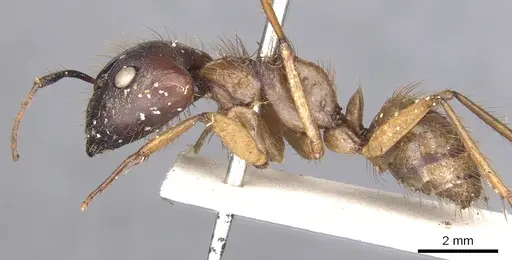 Camponotus atriceps - CASENT0903607