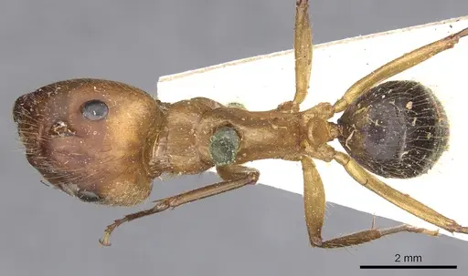 Camponotus atriceps - CASENT0903608