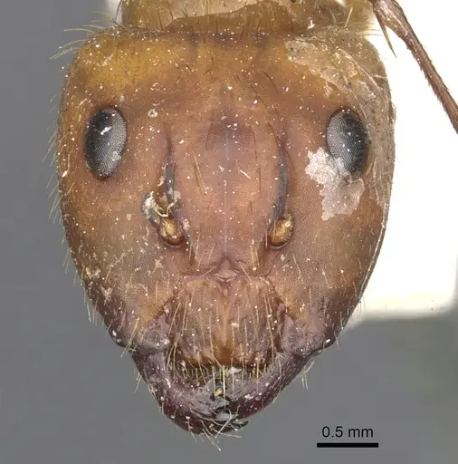 Camponotus atriceps - CASENT0903608