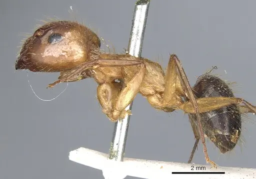 Camponotus atriceps - CASENT0903608