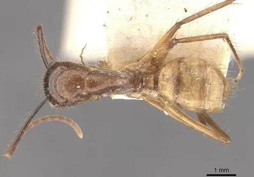 Camponotus atriceps - CASENT0910334
