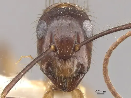 Camponotus atriceps - CASENT0910334